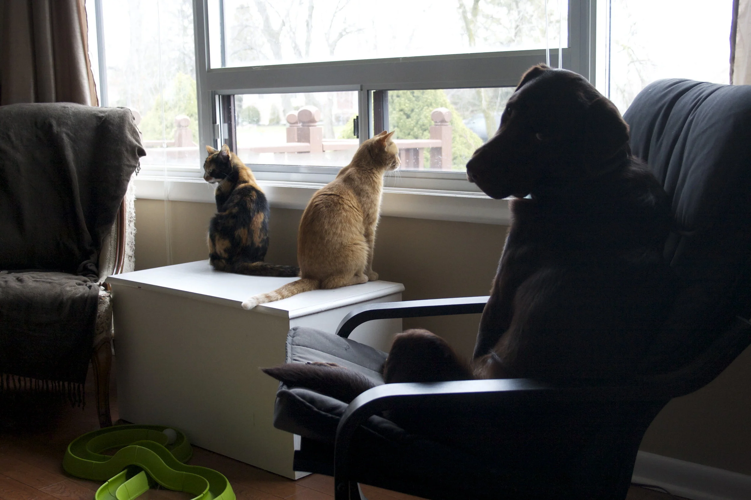 Everyone co-existing peacefully! Our animals will definitely miss the huge yard and the open field behind our house.