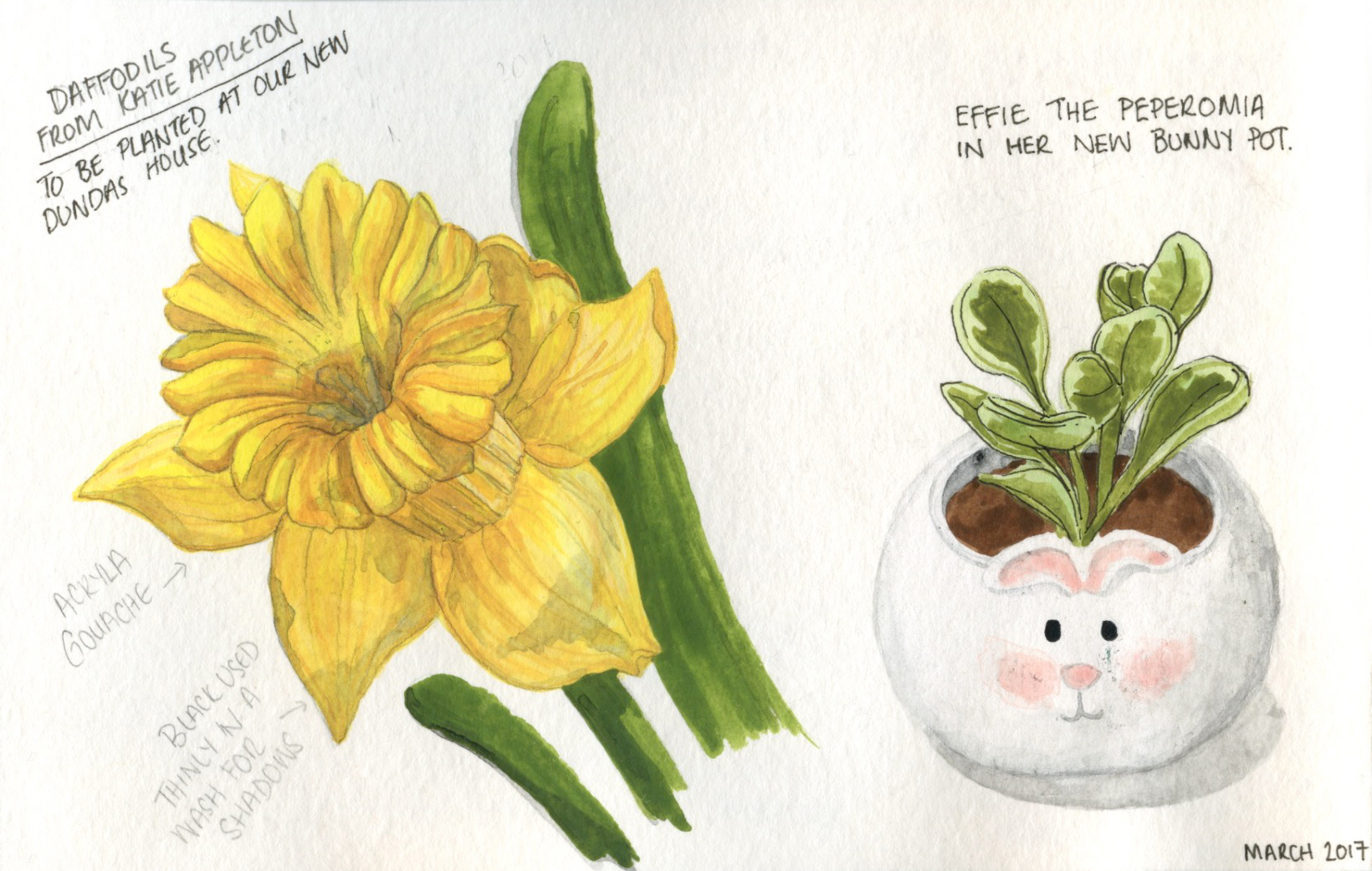Daffodils from Katie, and our new Peperomia plant, Effie. 