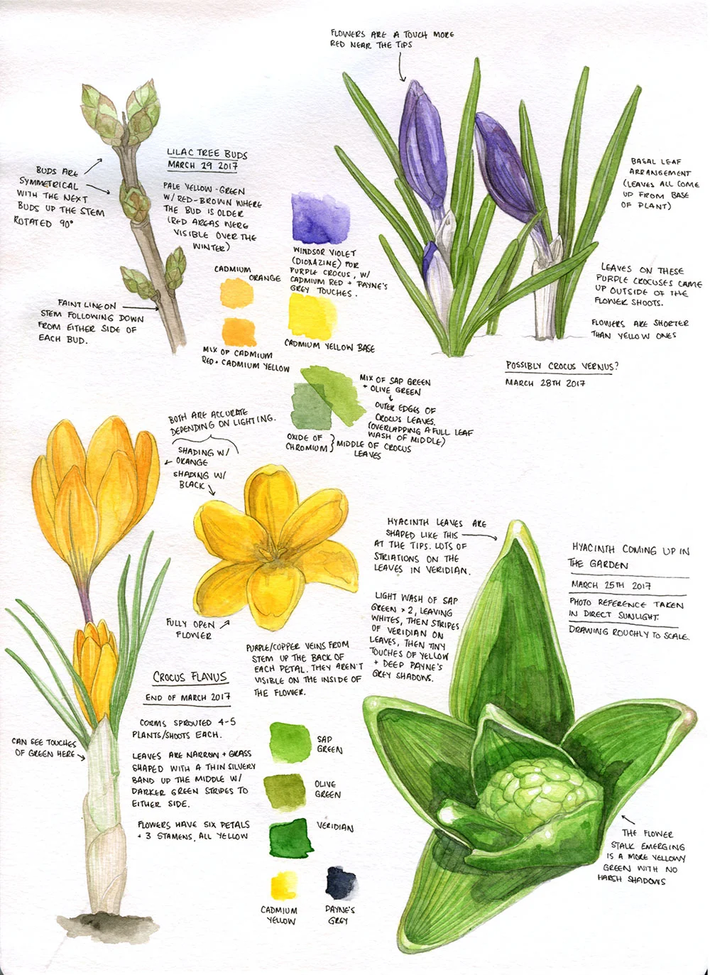 Lilac buds, crocus and a budding hyacinth from our garden. 