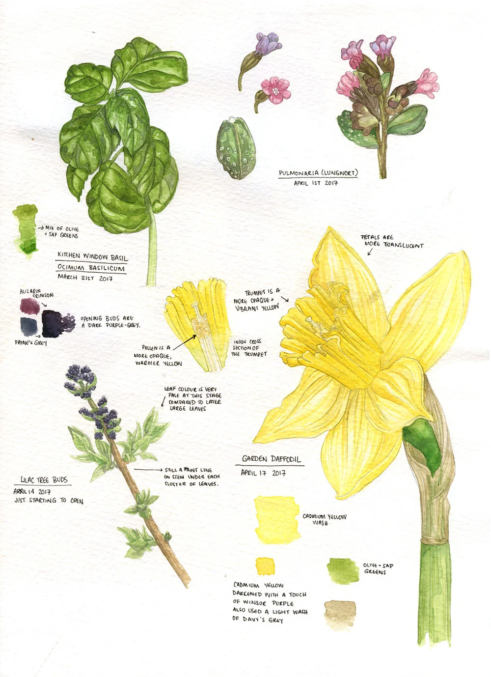 Kitchen window basil, baby pulmonaria from our side garden, lilac buds in a different stage of bloom and a yellow daffodil from our front garden. 