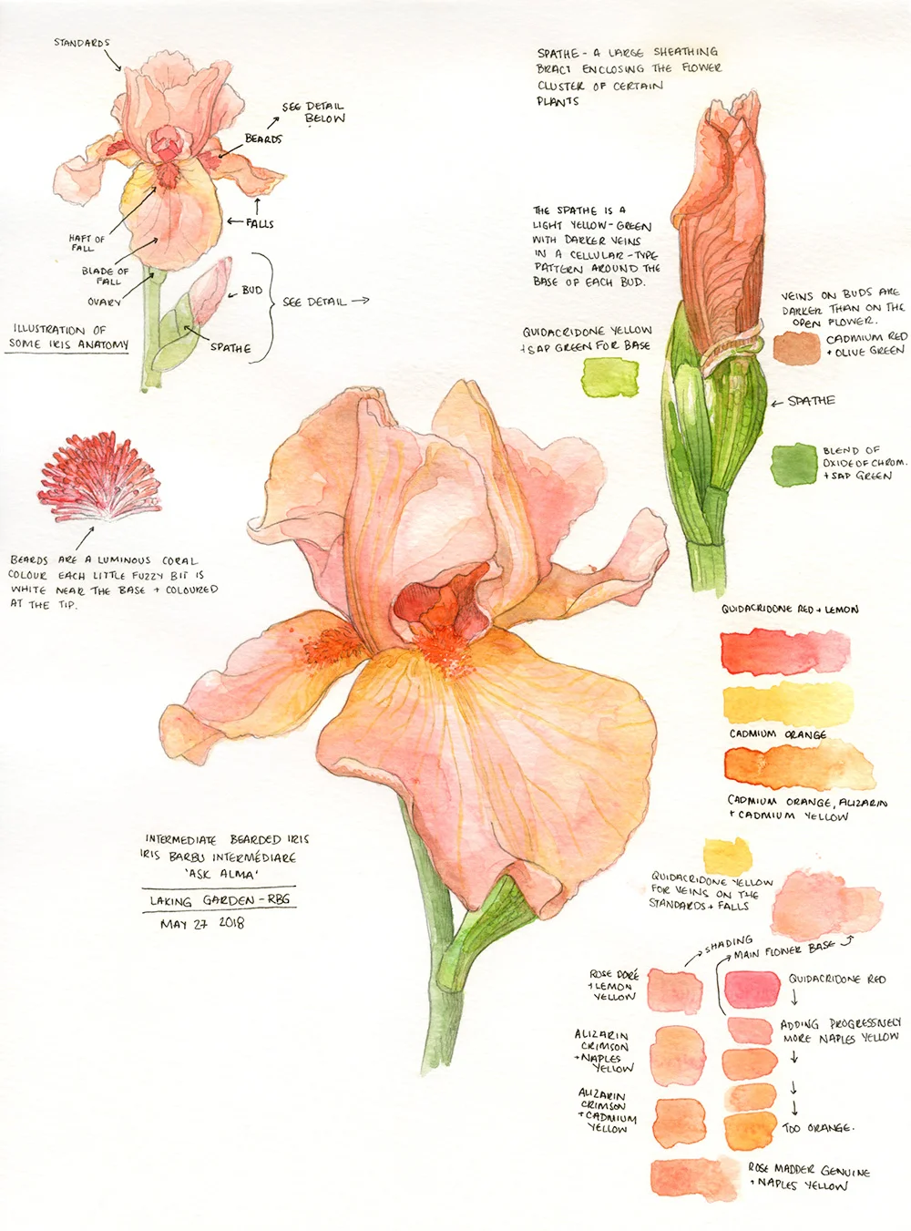 'Ask Alma' Intermediate Bearded Iris - by Amanda Farquharson