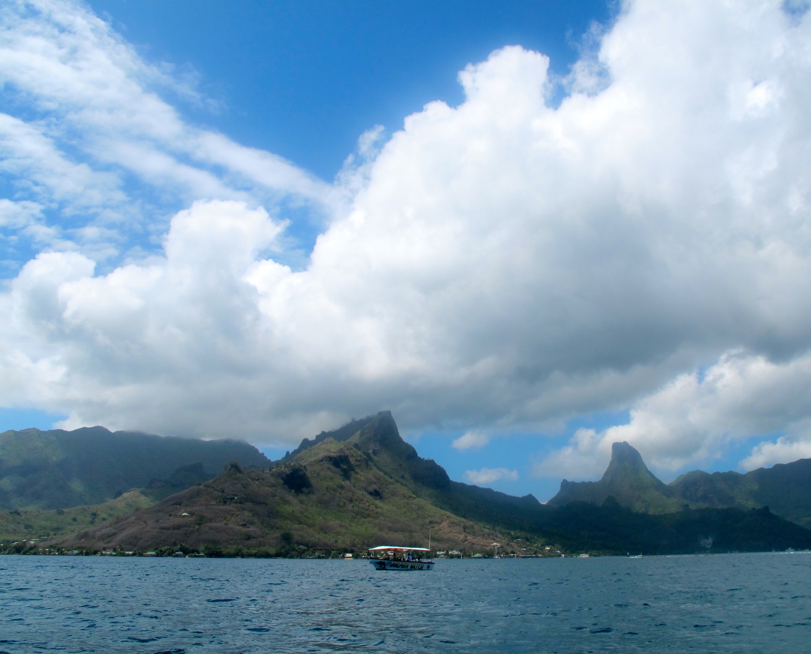 Swimming with Whales in Moorea