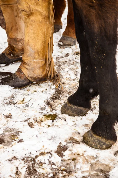 skijoring2.jpg