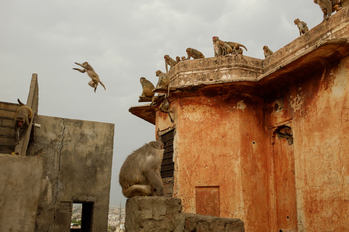 Flying macaques / Jaipur, India / May 2014