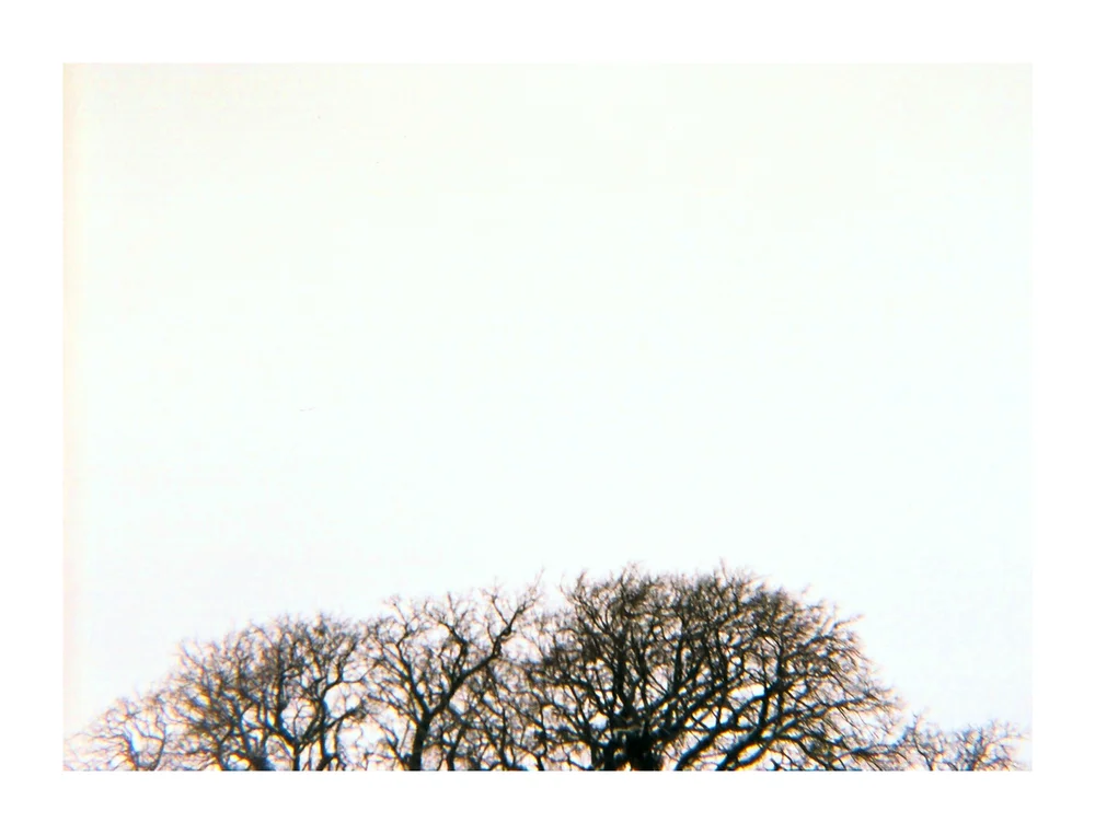 treetop.jpg