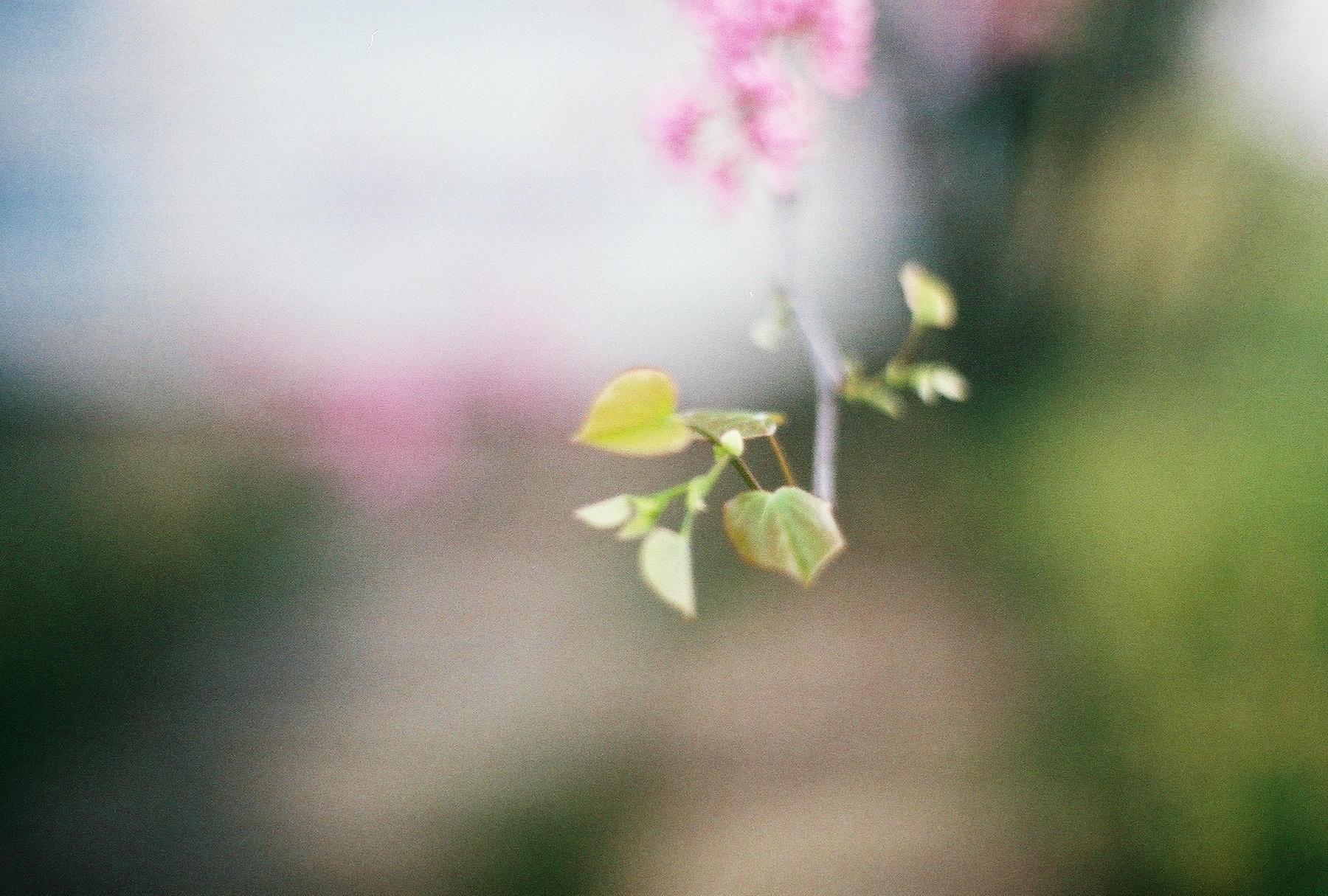 flower1.jpg