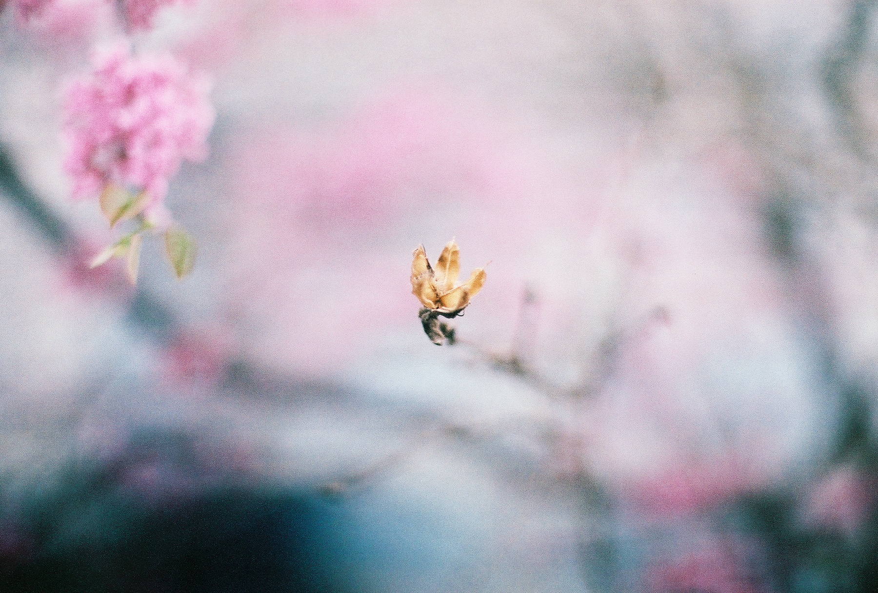 flower2.jpg