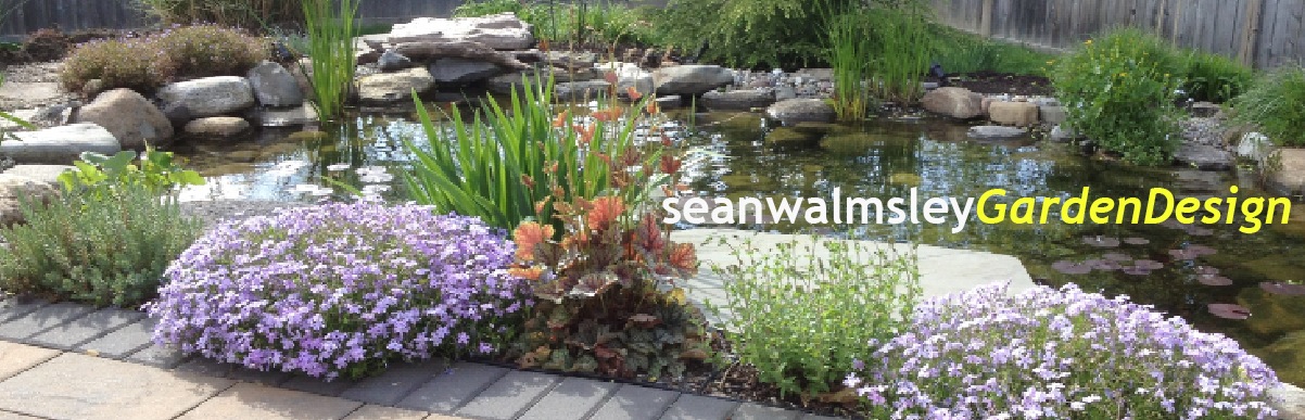 Small pond at my home in Saratoga Springs, NY.