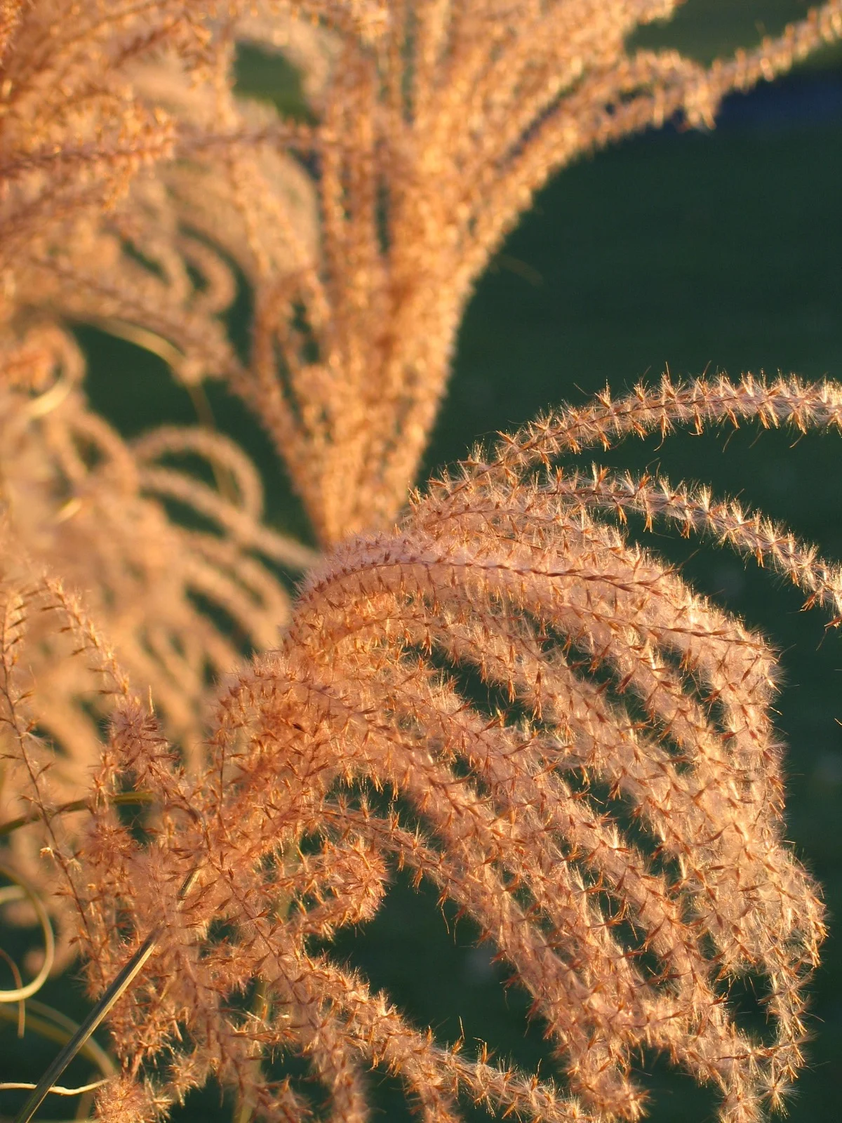 Flowers01.jpg