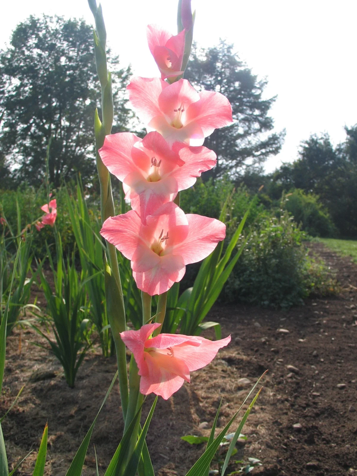 Flowers02.jpg