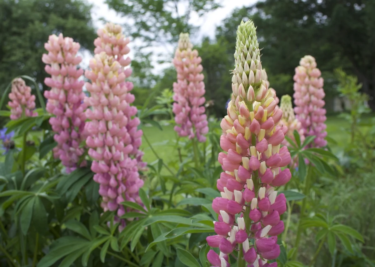 Flowers05.jpg