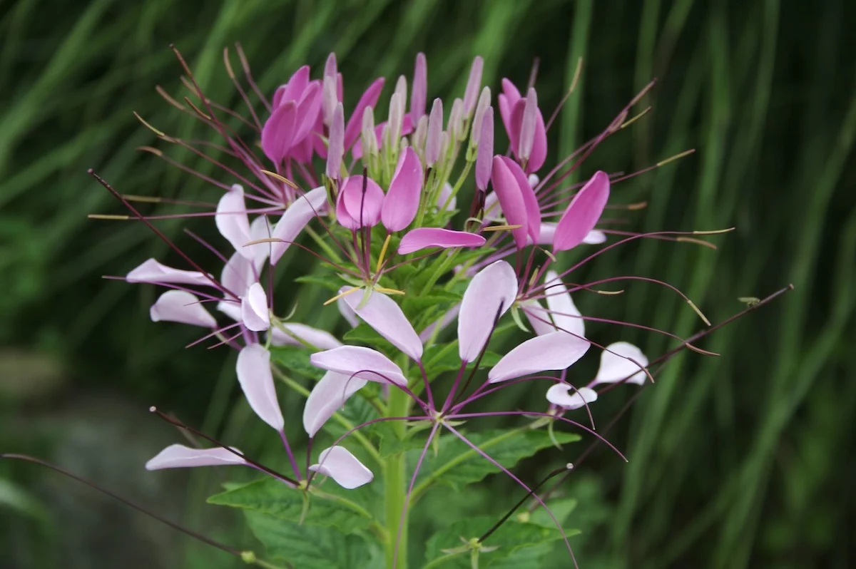 Flowers08.jpg