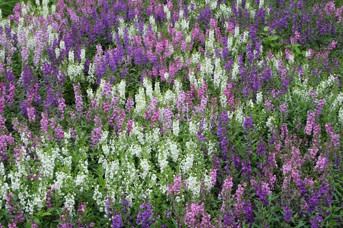 Flowers13.jpg