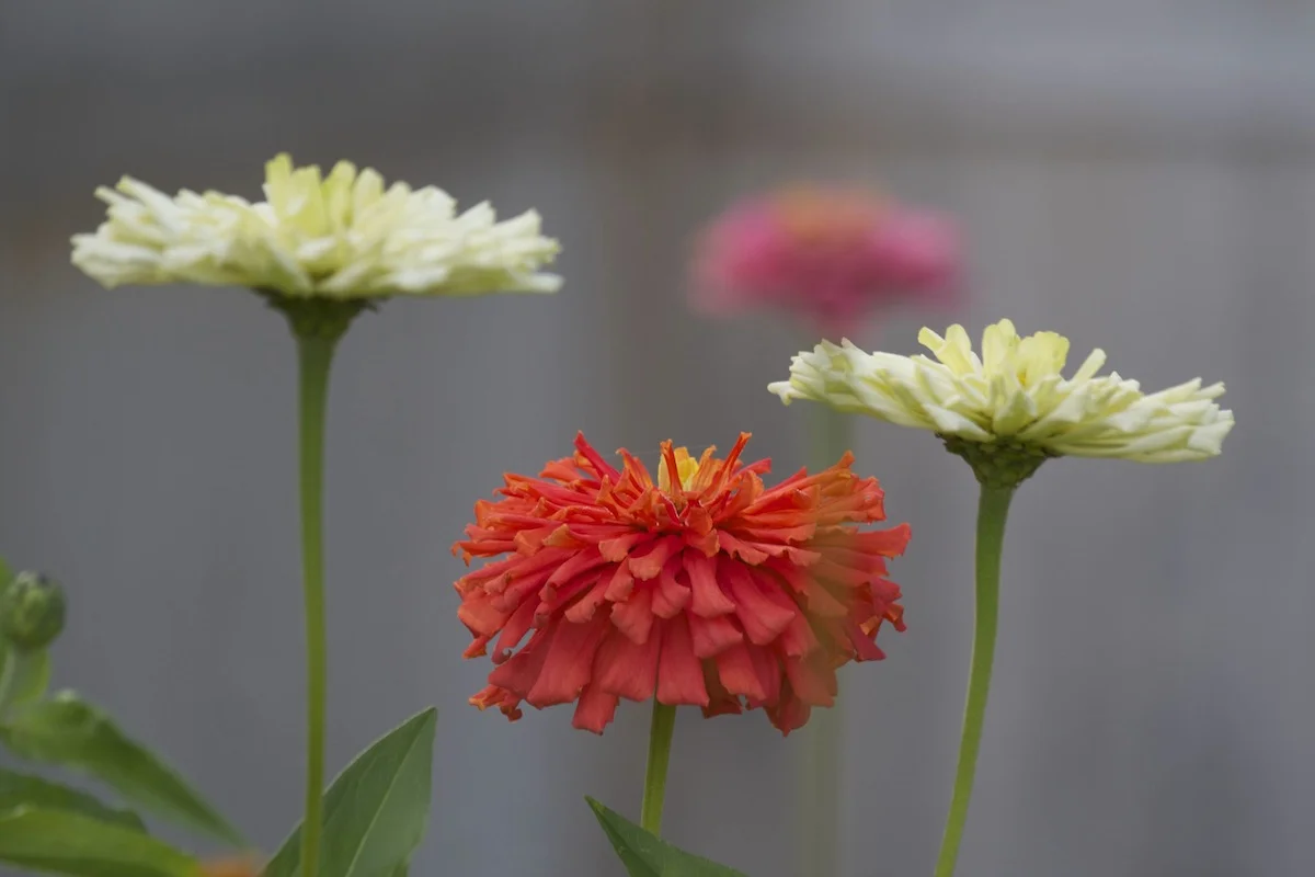 Flowers28.jpg