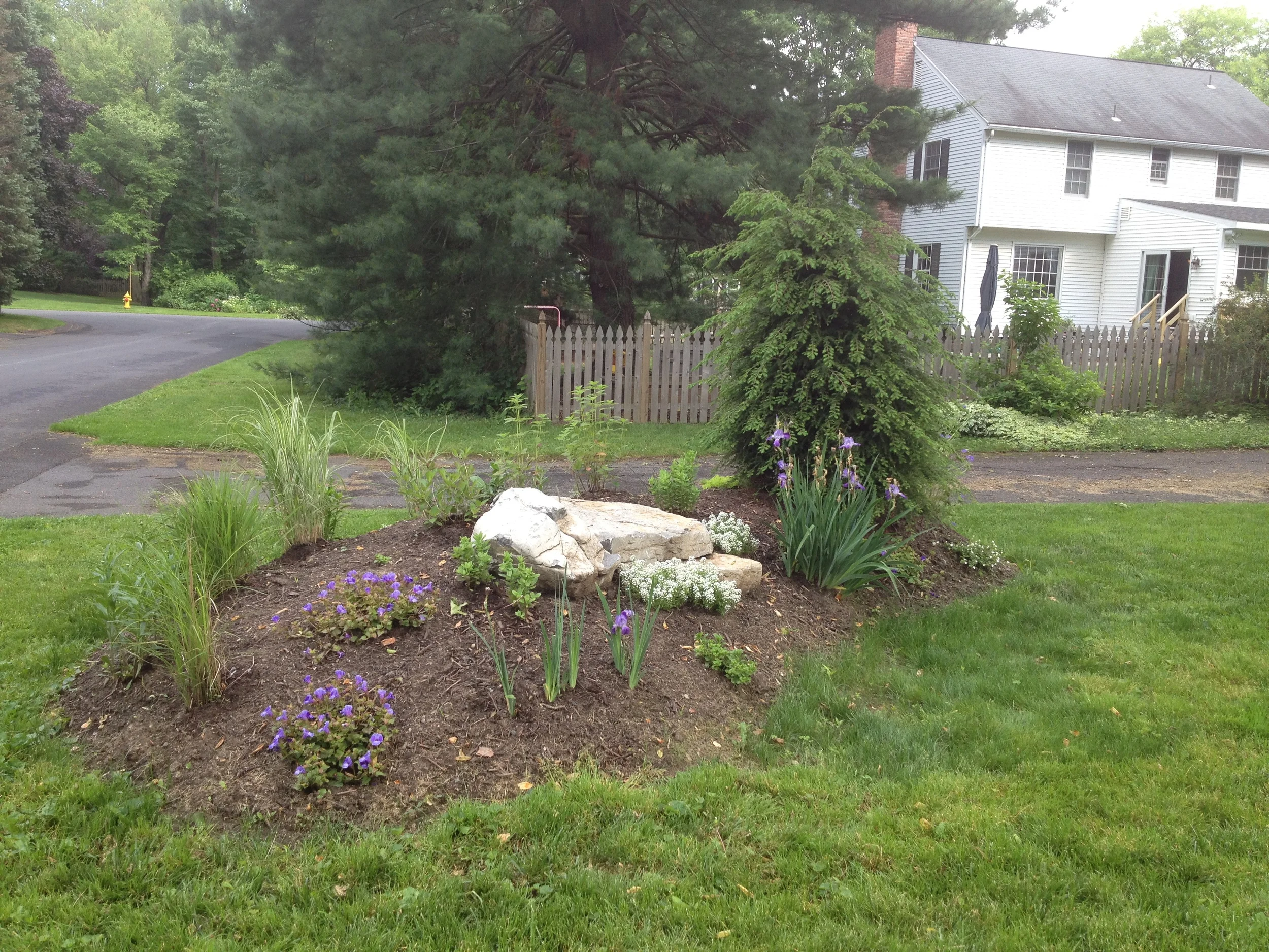 Grasses, irises, beebalm and other plants take root. 
