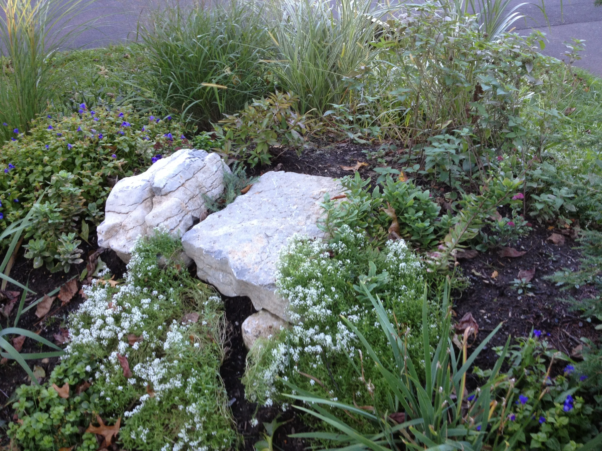 It doesn't take long for the plants to get established..