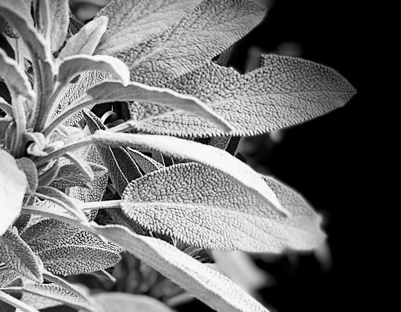 Sage plant, photographed with Portrait Stage Lighting. ©2017seanwalmsley