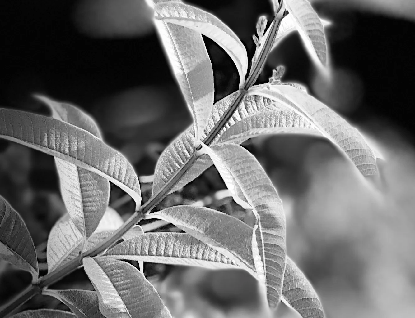 Lemon Verbena plant, photographed with Portrait Stage Lighting. ©2017seanwalmsley