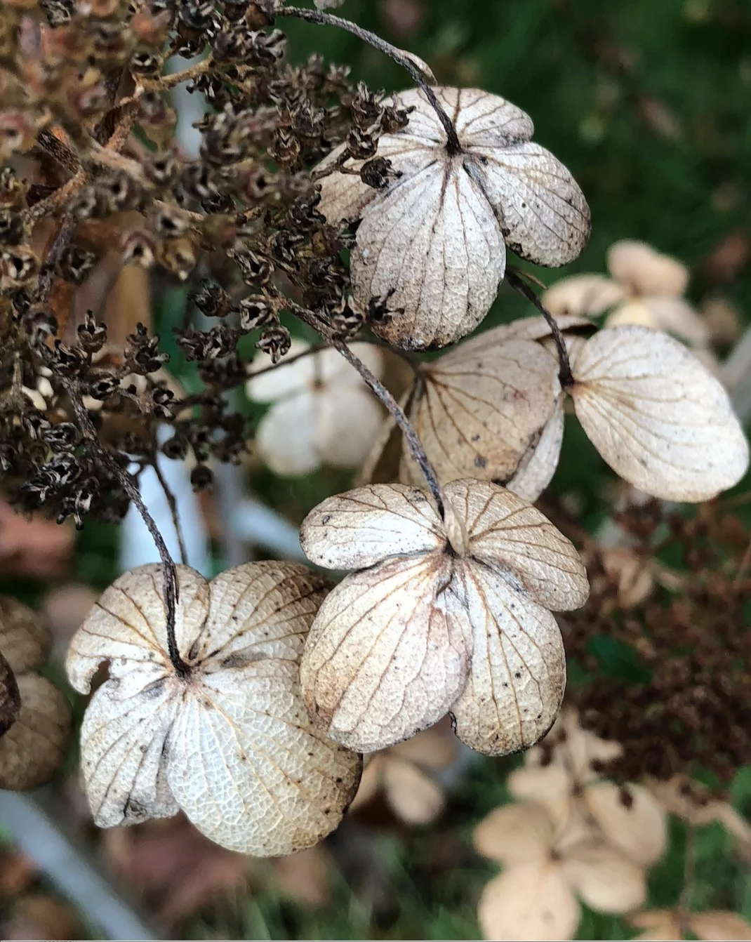 Hydrangea flowers turning toward the ground. Saratoga Springs, NY. photo ©2017seanwalmsley