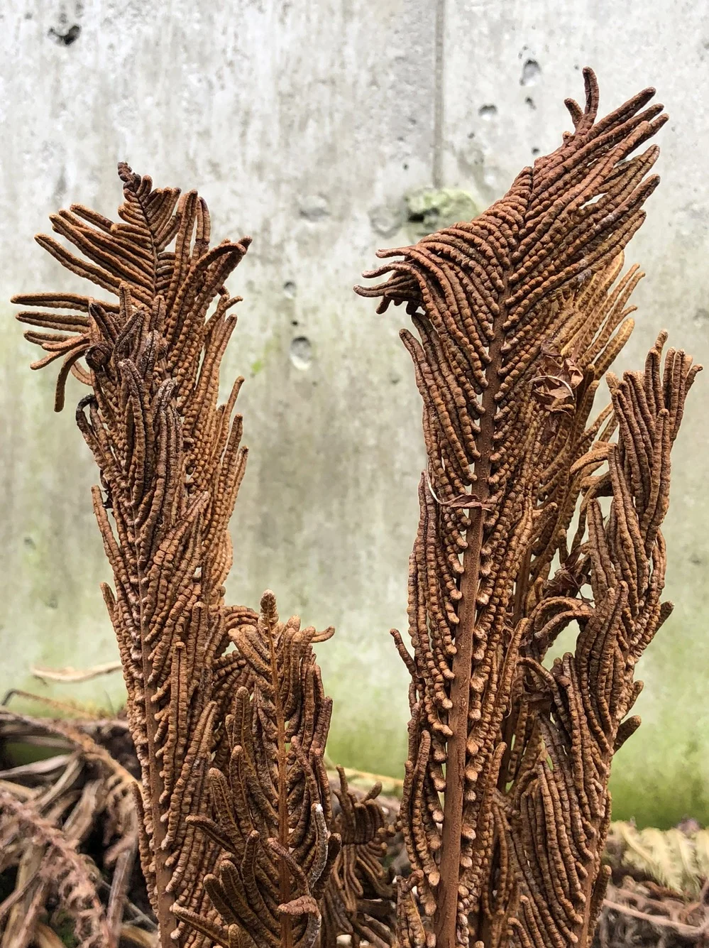 Ferns about to be cut and brought in as holiday arrangements. Saratoga Springs, NY. photo ©2017seanwalmsley