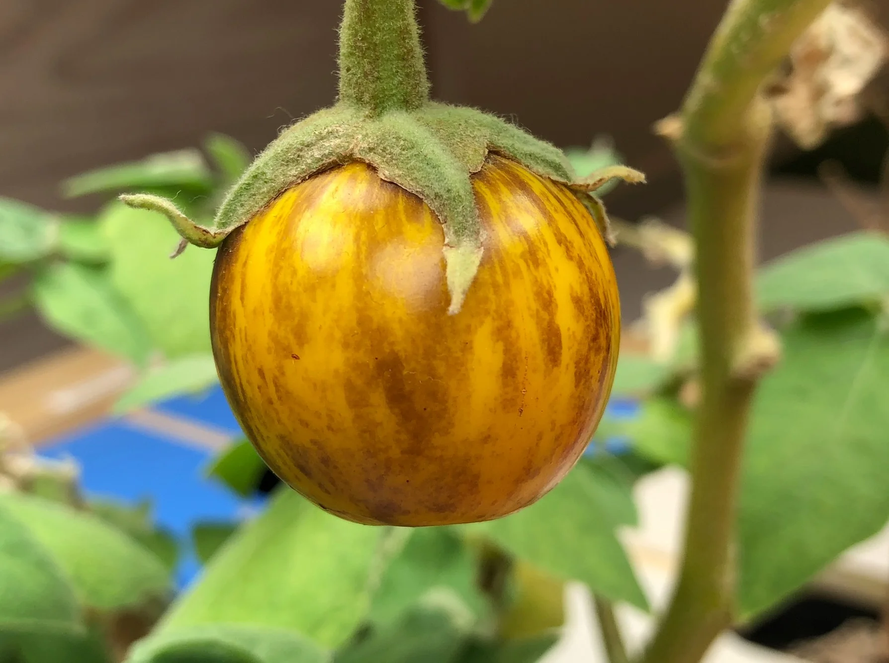 Eggplant growing indoors. Easthampton, MA. ©2017 sean walmsley
