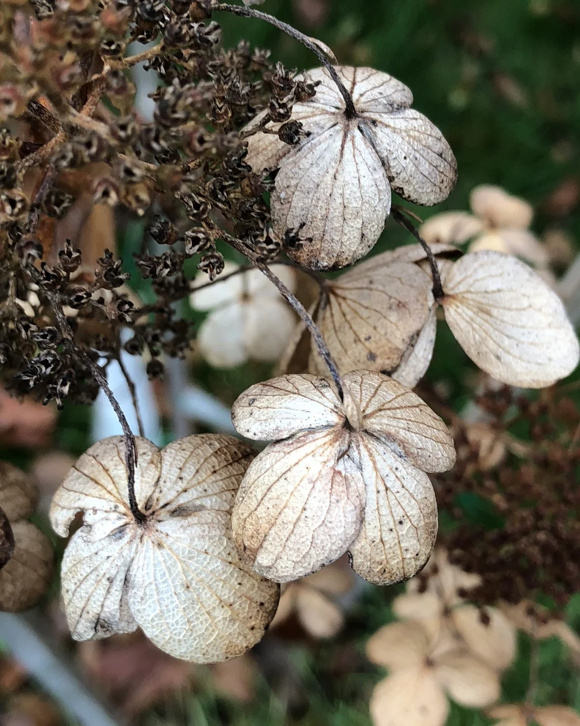 These are hydrangea flowers in the Fall. Having stood upright since blooming, in the Fall they face downwards, offering an opportunity capture their brittle stems and beautifully patterned undersides. It makes such a statement about the beauty of Fall colors, too. ©2017 Sean Walmsley; 