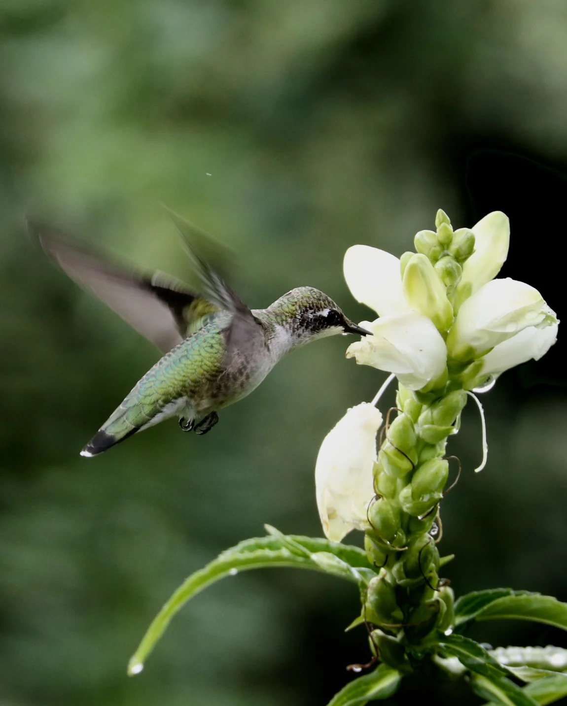 One of the things I was looking forward to with the purchase of the Canon 80D and the 70-300mm lens was to be able to photograph birds in my garden. And of course hummingbirds feeding on my flowers (this one is a Turtlehead) would be a particular thrill. Of course, I never realized just how difficult it would be. This is just one of several hundred shots that actually put the hummingbird in the frame, and it took several hours of patiently waiting as still as possible until the right moment. I think it was worth it. ©2017 Sean Walmsley; 