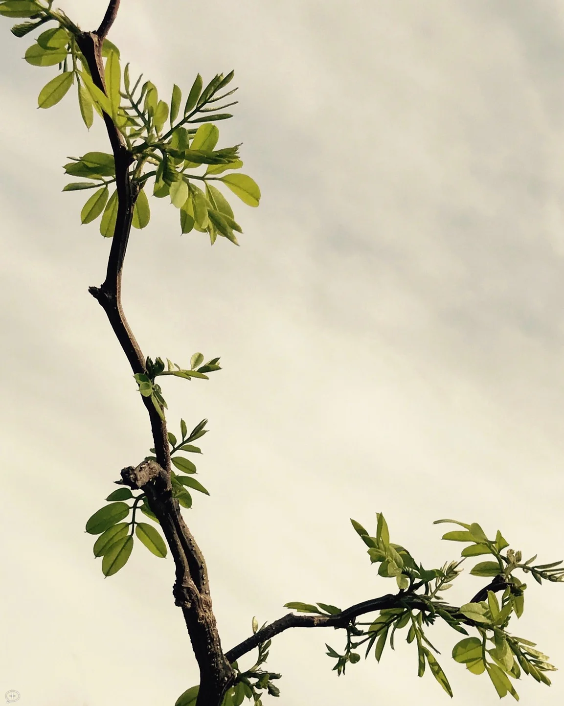 I bought a baby twist locust for my garden several years ago, and after settling in with little growth for the first three years, now is making up for lost time. This is new growth in the spring, it puts out just a few leaves as it spurts upwards, then fills them in later. It is rightly called “twist” because the branches go off in all directions. Not sure about the “baby” because I’ve seen ones in England that are at least 80 feet high. What I like about this photo is its Asian look and feel—you could imagine it on a vase, or tapestry. ©2017 Sean Walmsley; 