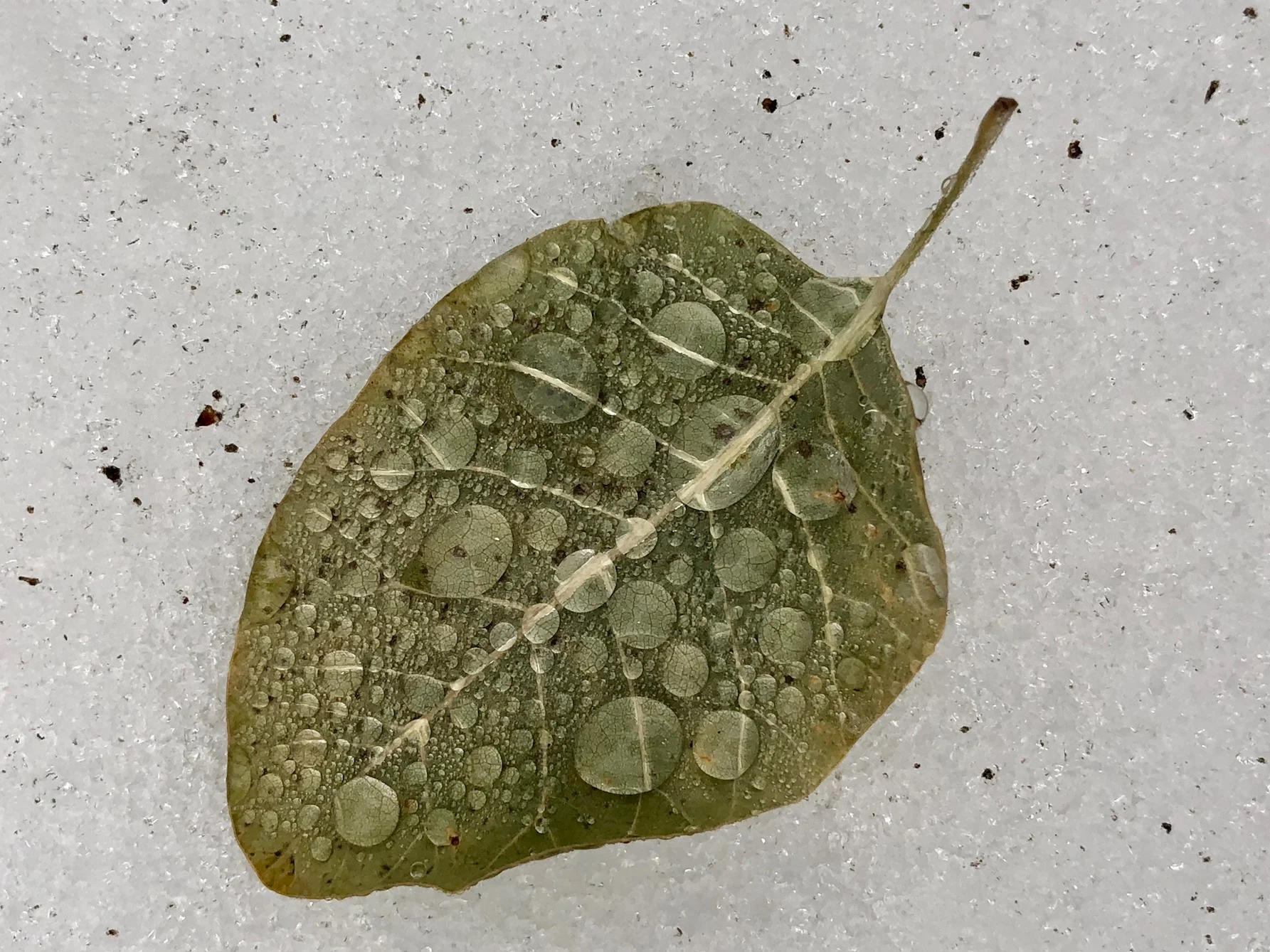 Another version of a leaf in the snow, just having been rained upon.
