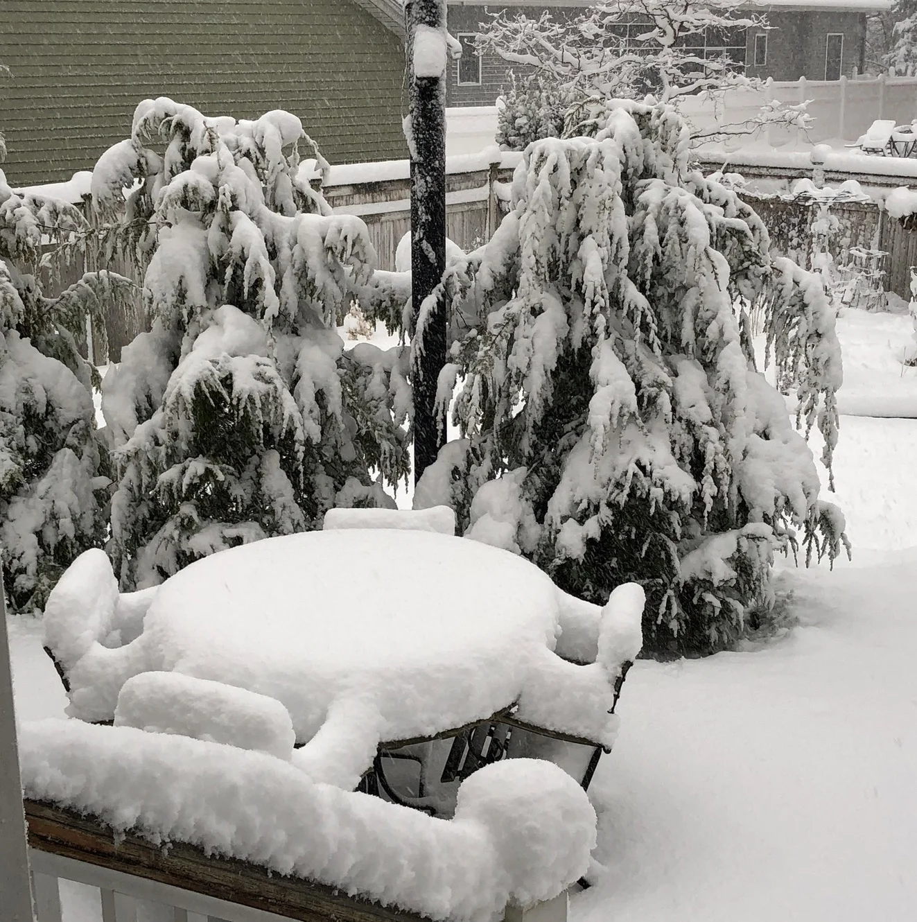 Back yard after the recent snow storm.