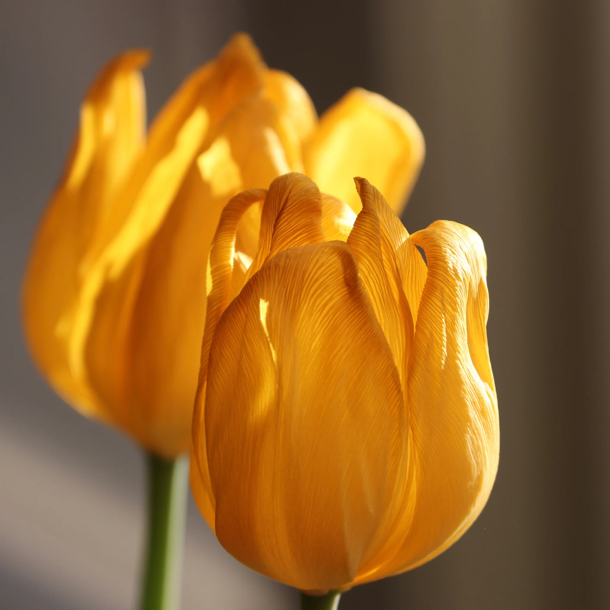 Tulips. ©2018 Sean Walmsley
