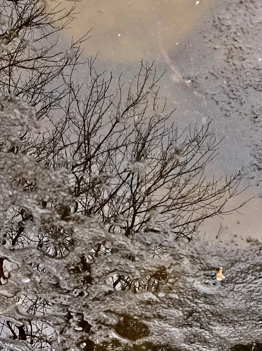 Reflections in my pond ( iPhone XS). ©2018 Sean Walmsley