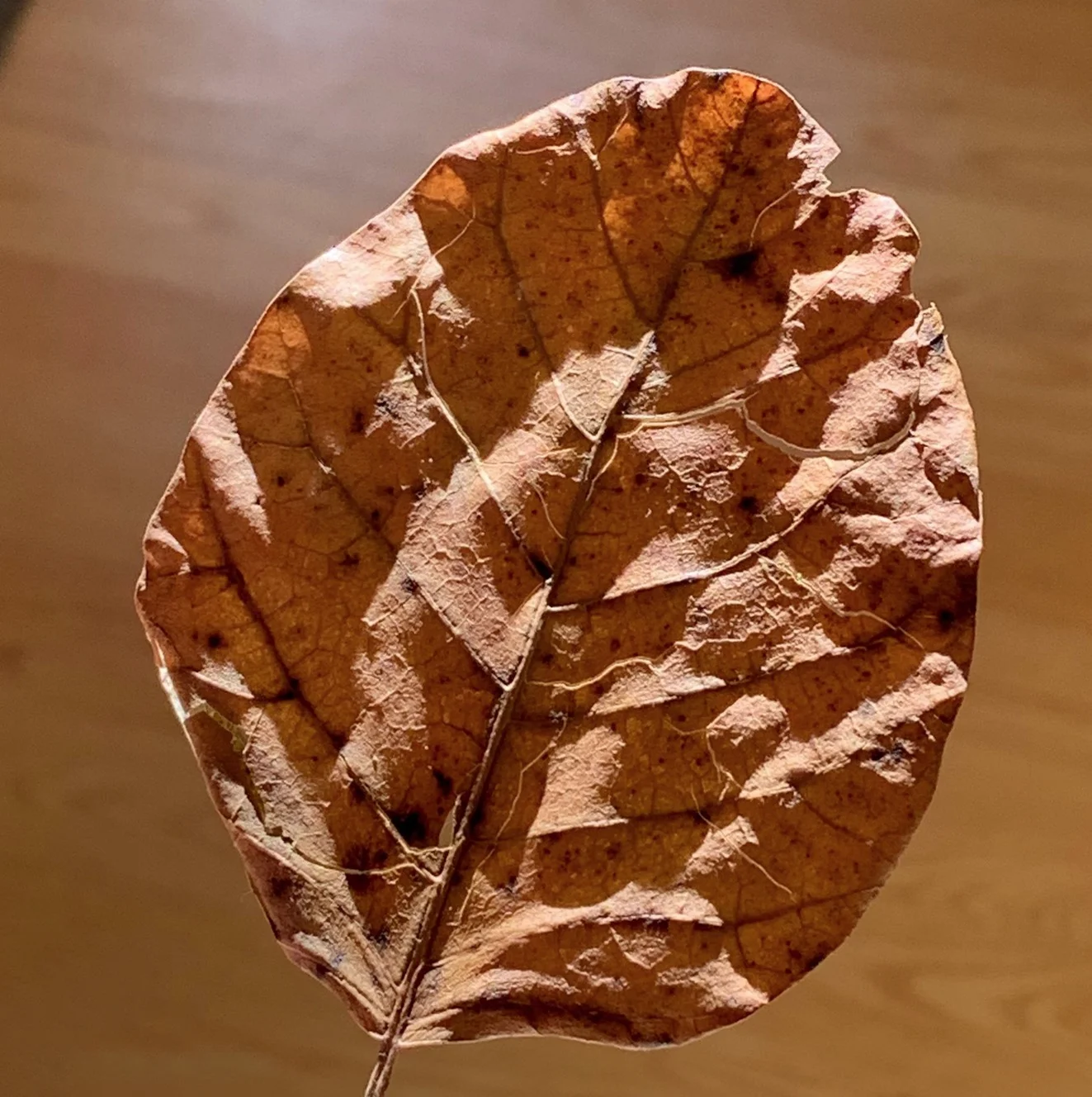 ( iPhone XS). ©2018 Sean Walmsley