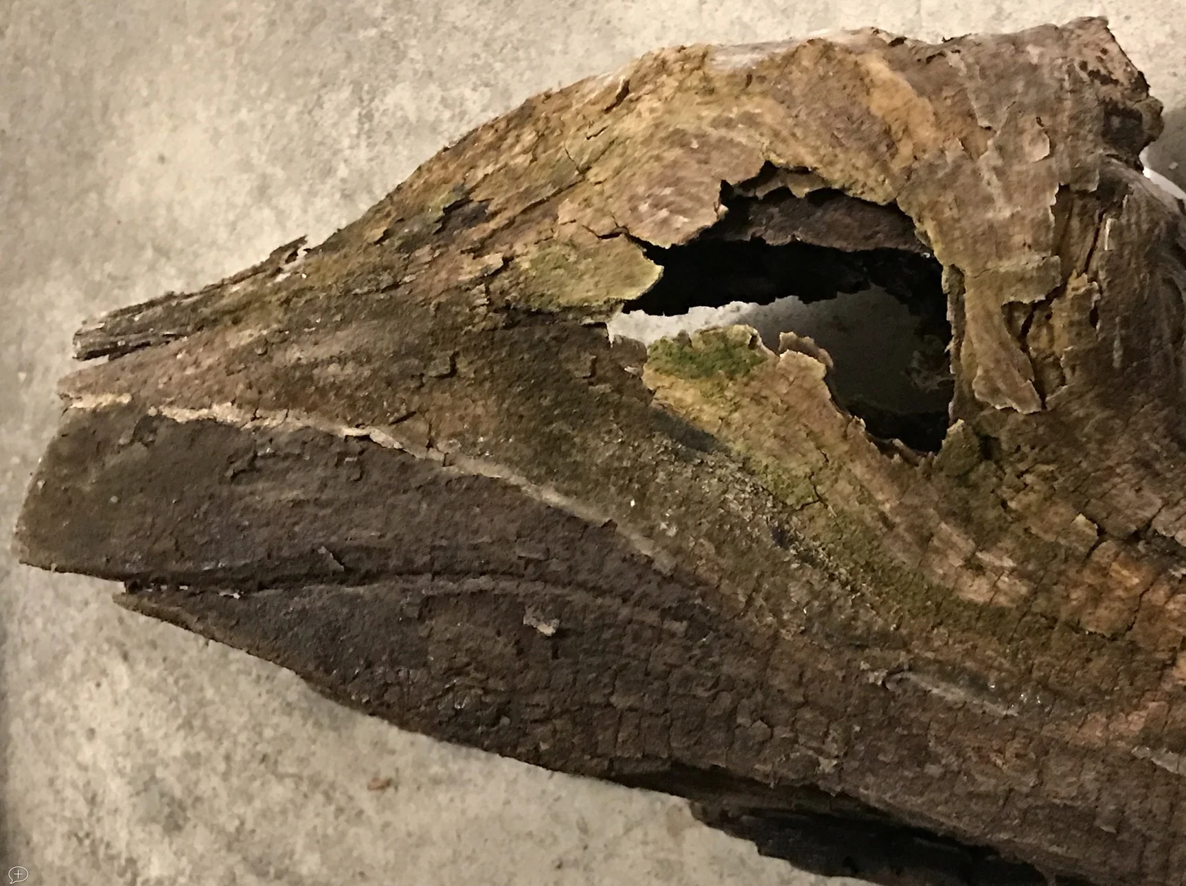 1. Dinosaur . iPhone7+. Saratoga Springs, NY, 2017. Canvas Photo, 20" x 16”. This photo is just a piece of driftwood I found in an Adirondack stream. But it surely has the look and feel of a dinosaur! ©2017 Sean Walmsley