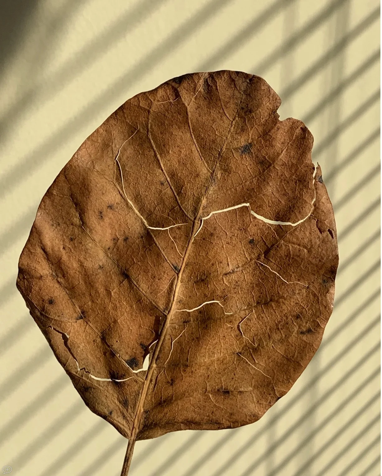 4 . A Winter Leaf . iPhone XS, 2018. Saratoga Springs, NY.(Canvas Photo, 20" x 16”). I’m particularly fond of photographing nature up close, and this leaf blew into my garage last November, so I held it up against a wall, with the shadow of a shade behind it. ©2018 Sean Walmsley