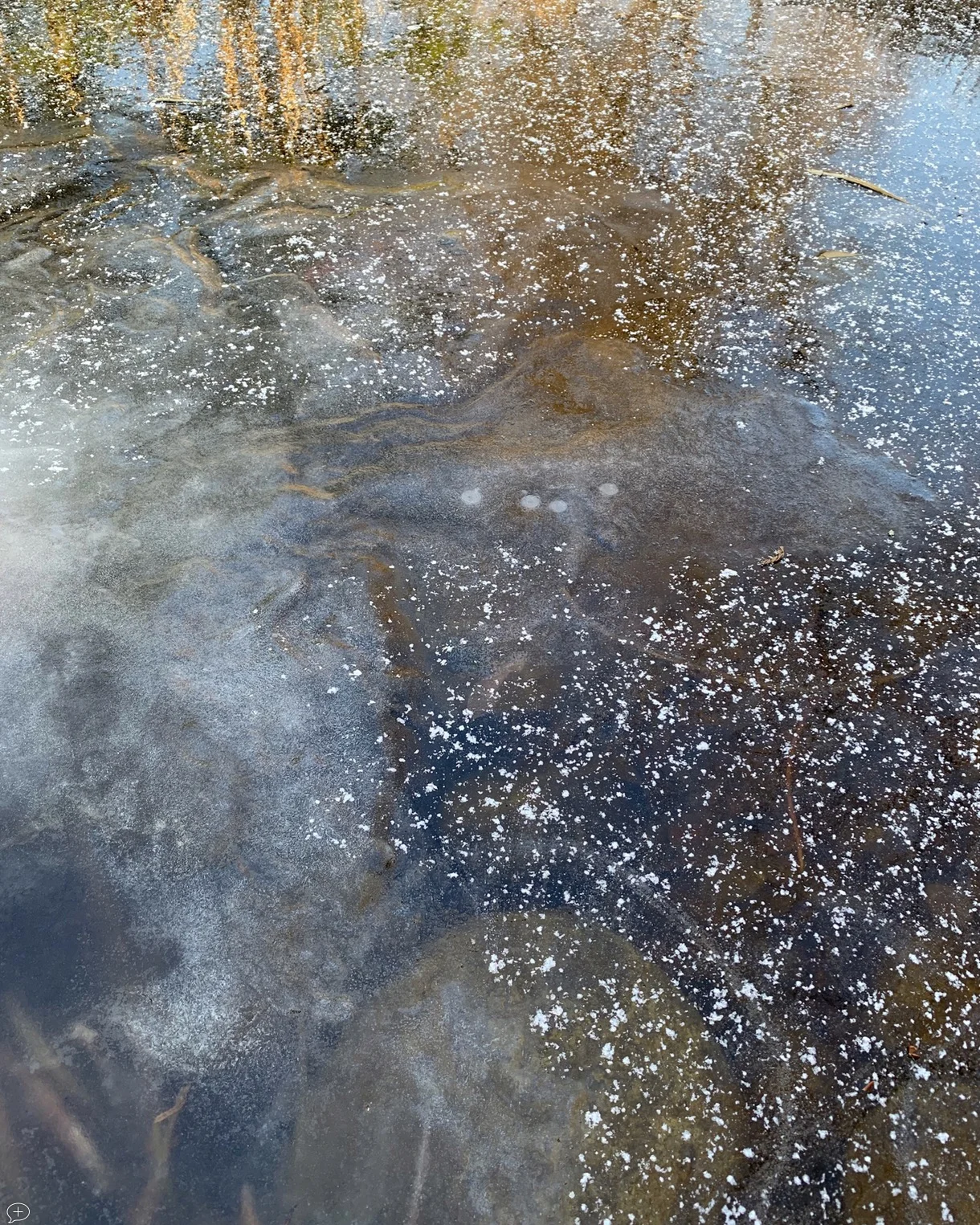 6. Reflections in my Pond-1. iPhone XS, 2018. Saratoga Springs, NY. Canvas Photo, 18” x 24.”). In this photo (turned upside down, so the trees look the right side up), you can see feint images of the rocks below the surface, as well as ice—built up in layers, as well as clear. ©2018 Sean Walmsley