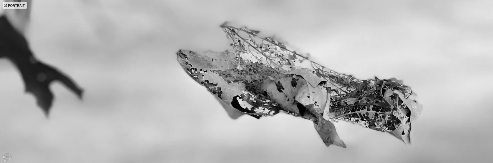 9. Soul of a Bird. iPhone X, 2018. Keen, NY. (Canvas Photo, 36” x 12”). This bundle of leaves, measuring only 2-3 inches across, was hanging from a maple tree outside a restaurant in Keene. Turns out it was a spider’s creation, made by weaving leaves into a trap for the unwary. My niece gave it its title! ©2018 Sean Walmsley