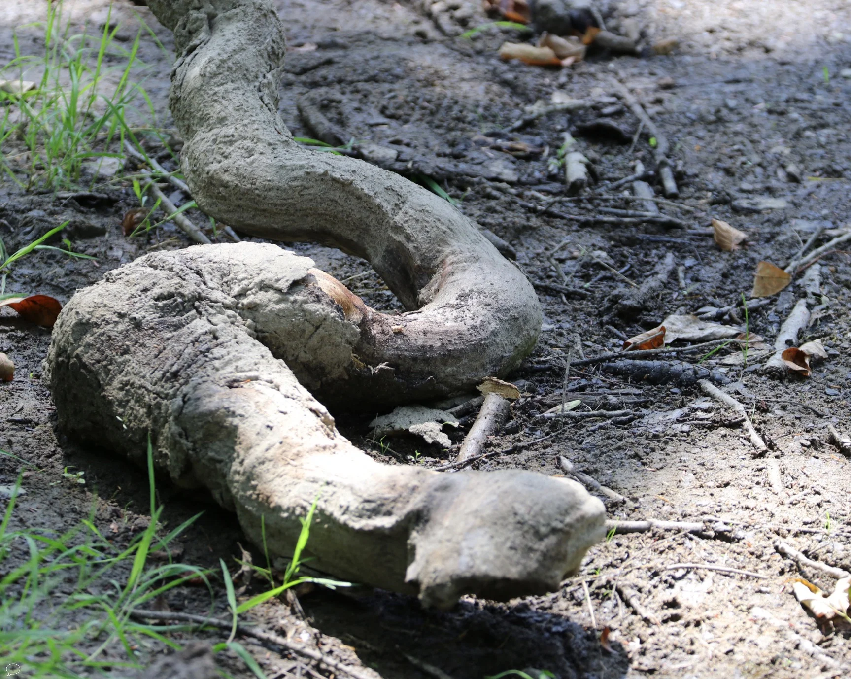 12. Snake in the Grass, Canon 80D, 2017. Saratoga Springs, NY. (Canvas Photo, 20” x 16”). I came across this ‘snake’ in the Saratoga State Park, it actually was a branch that dropped from a tree along the stream there. ©2017 Sean Walmsley