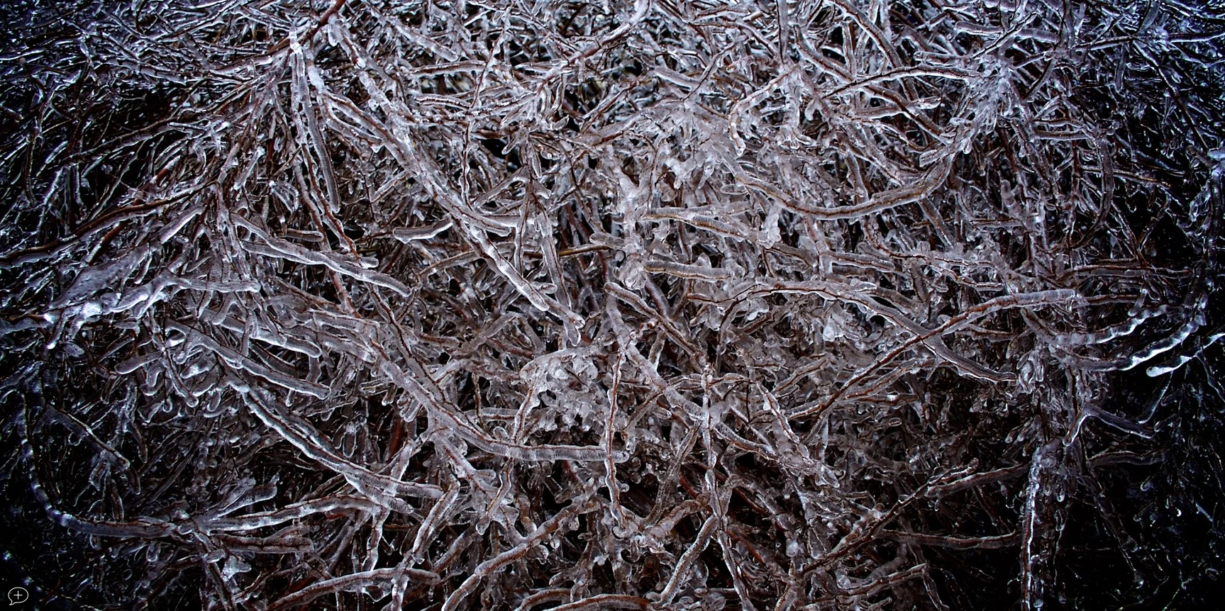 18. Ice Tangle , Canon Powershot SD2000 IS, 2010. Saratoga Springs, NY. (Canvas Photo, 40” x 20”). Although icy conditions are brutal on walking and driving, they do provide great opportunities for photography, and I try to take advantage of them. ©2010 Sean Walmsley