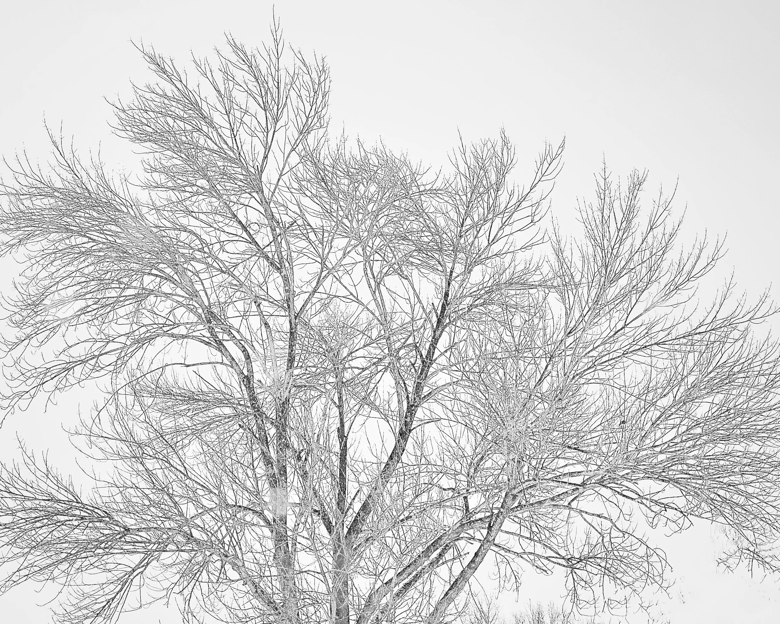 Doten Ave Tree - 1.jpg