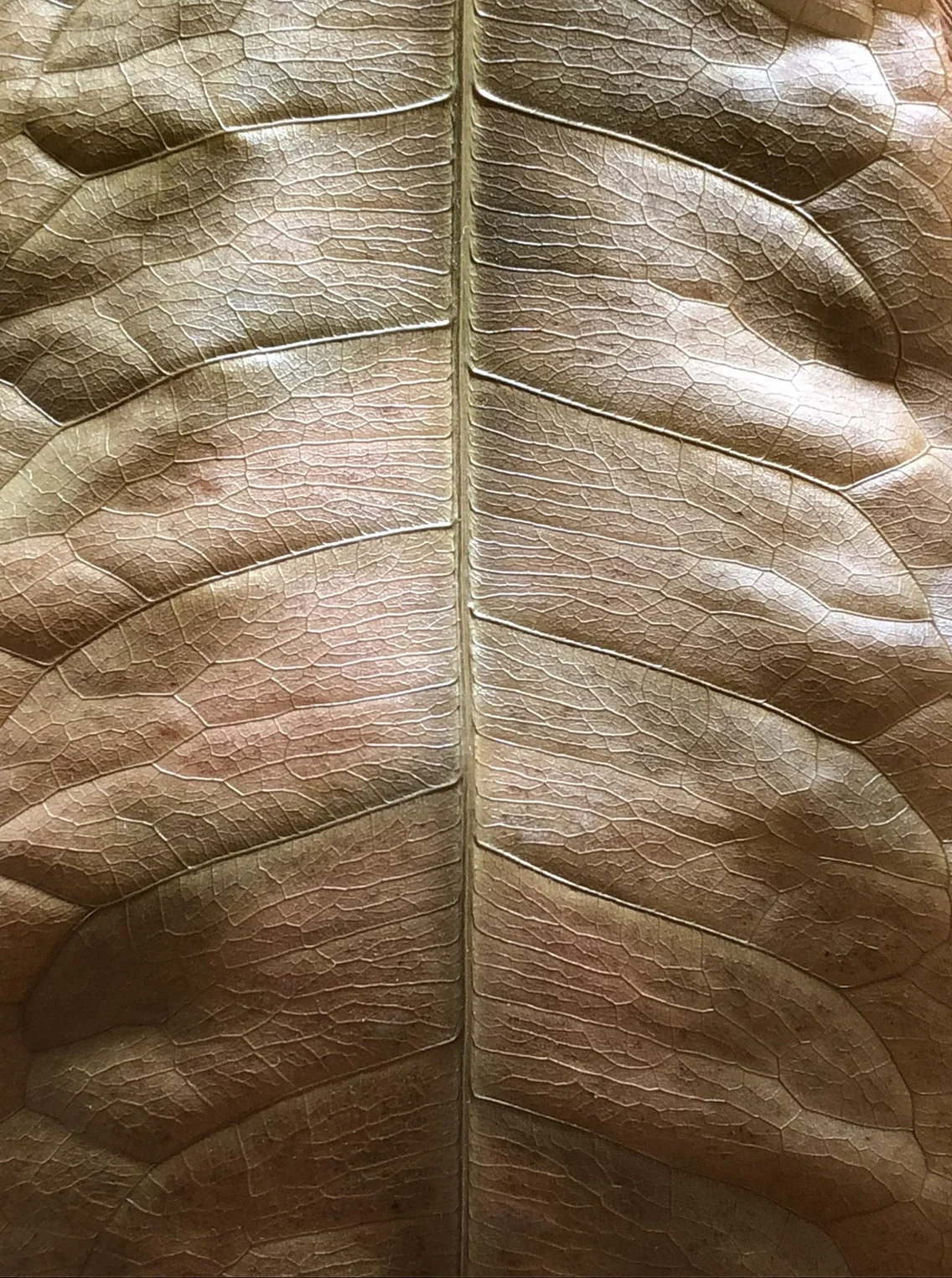The Afterlife of a Money Tree Leaf. ©2017 Sean Walmsley;
