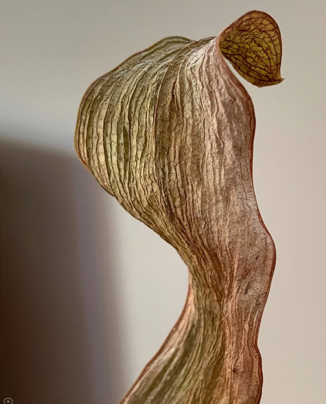 Cobra Leaf. (Actually, an ‘expired’ orchid leaf). ©2019 Sean Walmsley