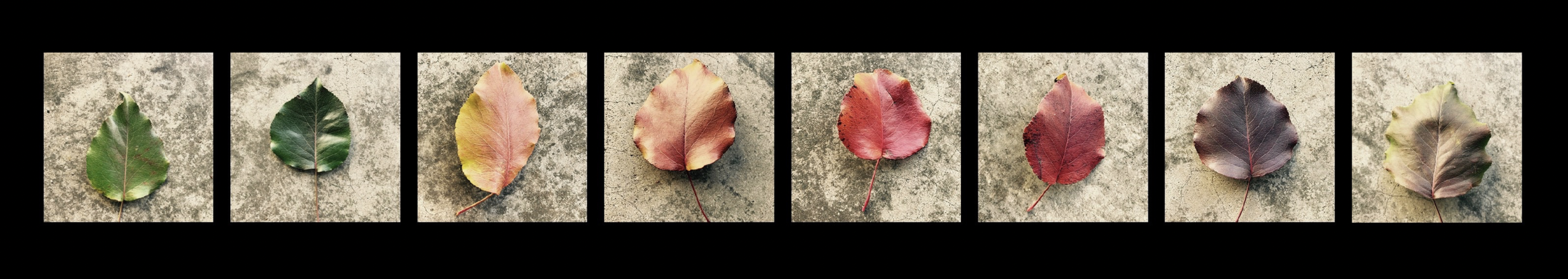 Leaves in the Process of Dying . ©2019 Sean Walmsley