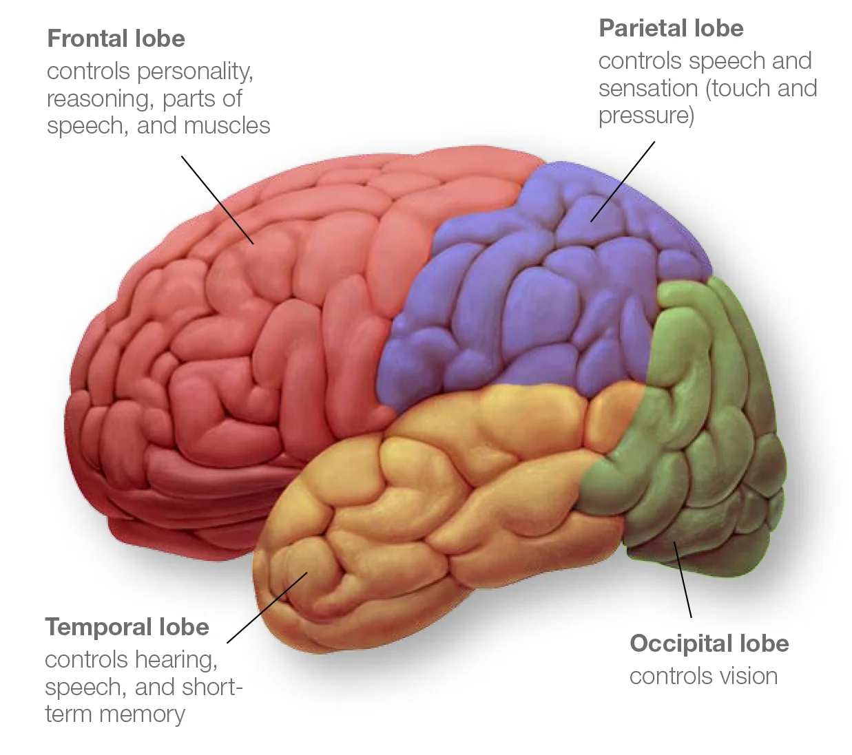 Graphic courtesy of the American Heart Association. 
