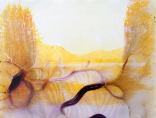 Transient