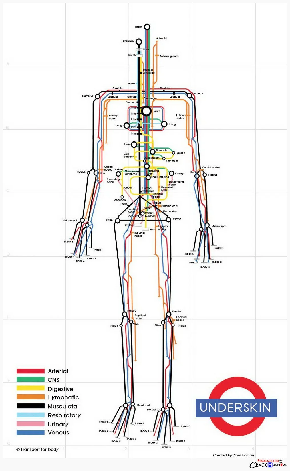 T he Human Underskin Courtesy of Dutch designer Sam Loman , this map breaks down the human body into a skeletal form, and, riffing on the London Underground map, uses different subway routes — “Digestive,” “Respiratory,” “Arterial,” etc. — to trace our strange physiognomies.