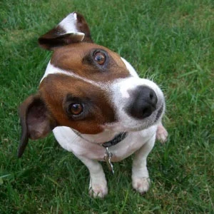 confused dog.jpg