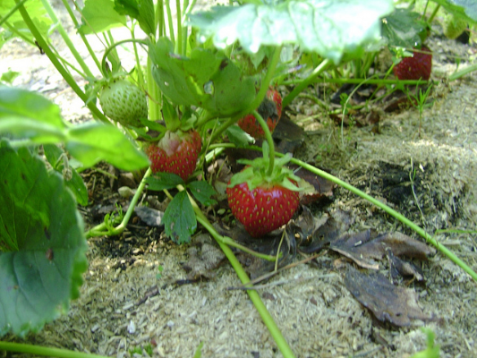 strawberry.jpg