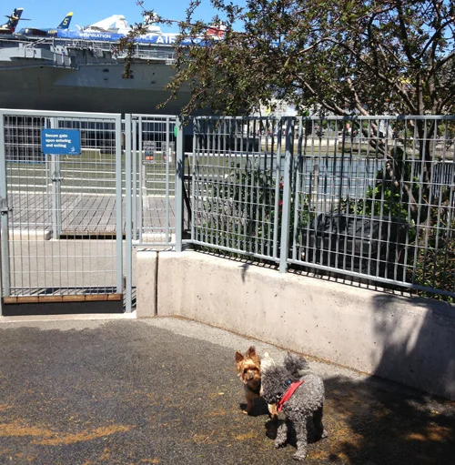 No big deal, just my dog, Avon Barksdale, making a new Yorkie friend next to a giant, decommissioned aircraft carrier. 
