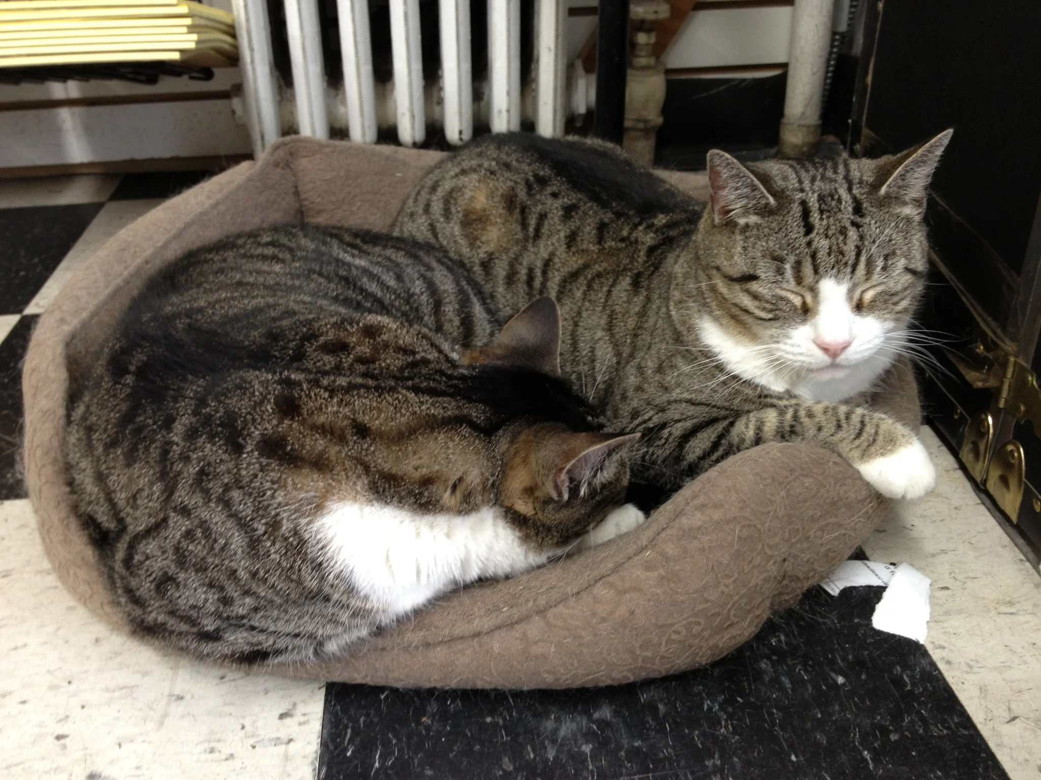 Infamous Store Cats: The Copy Cats from Park Slope Copy Center